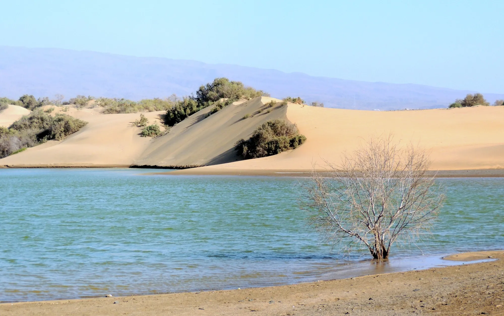 A lagoon below the sand dunes of Maspalomas, with a bare tree standing in the water